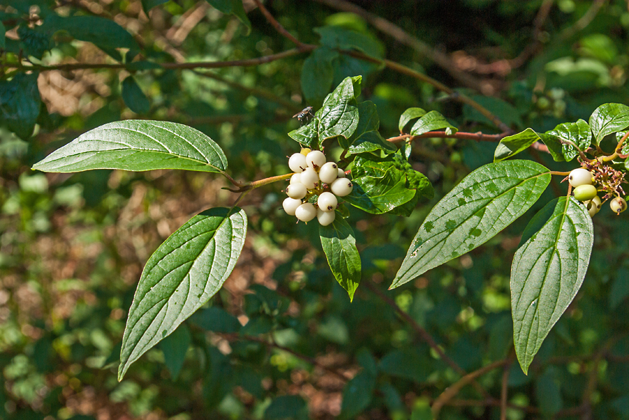 Red_osier Dogwood 6.jpg